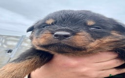 Rottweiler dogs for sale: 5 Generation pedigree  in Lanark - Image 20