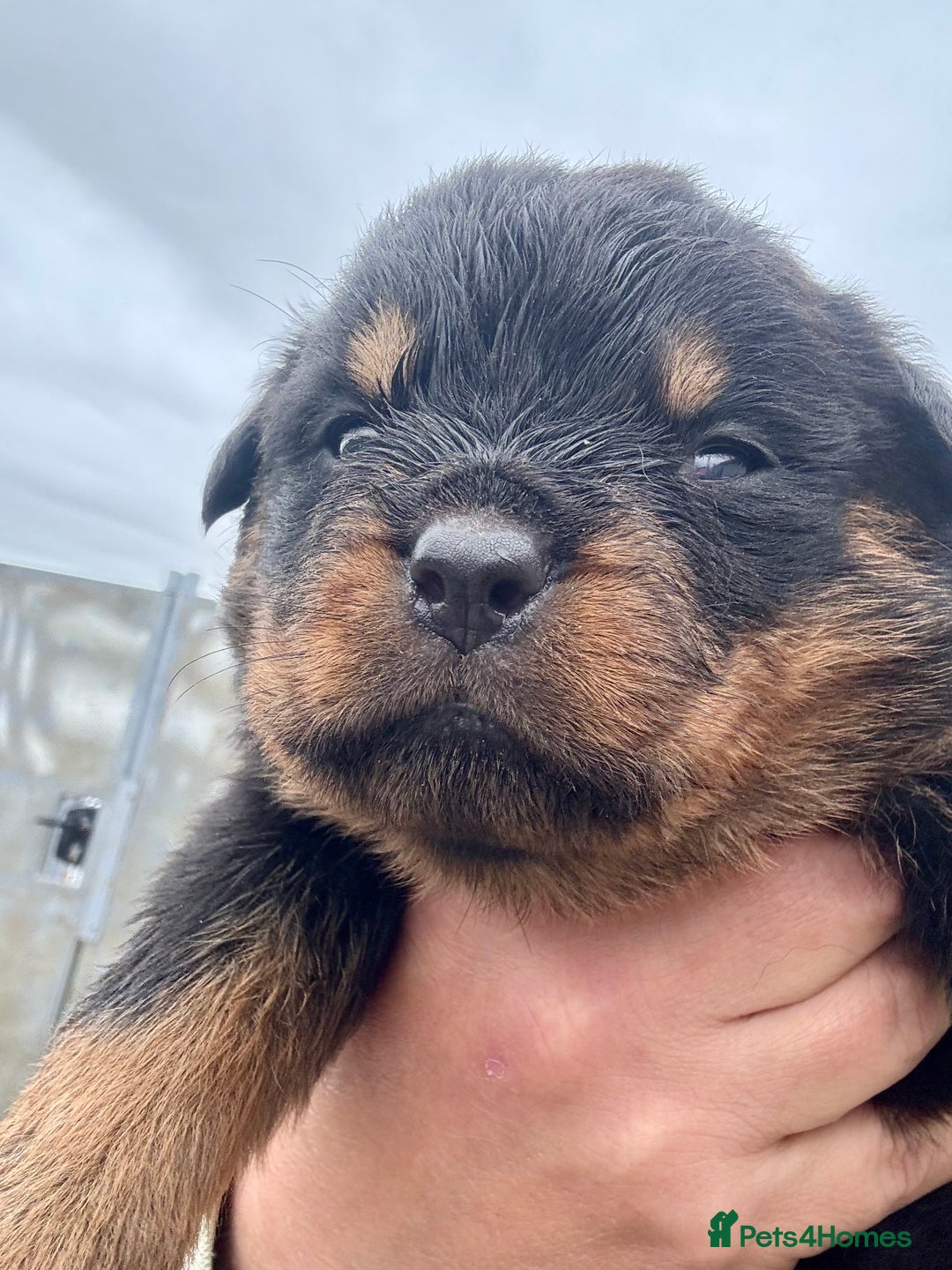 Rottweiler dogs for sale: 5 Generation pedigree  in Lanark - Image 20