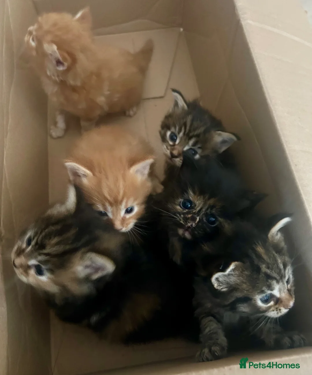 Ragcoon cats for sale: Beautiful Ragcoon kittens 🐱  in Sheffield - Advert 2