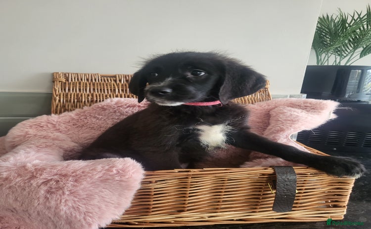 Mixed Breed dogs - Advert 10