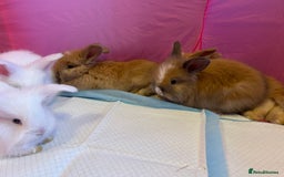 Angora rabbits for sale: English full faced Angora babies  - Image 11