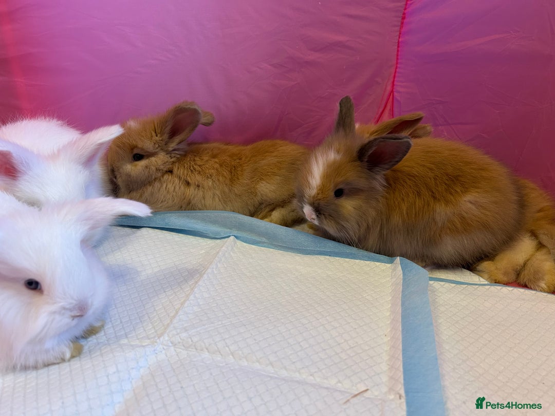 Angora rabbits for sale: English full faced Angora babies  - Image 11