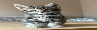 Maine Coon Kitten 1