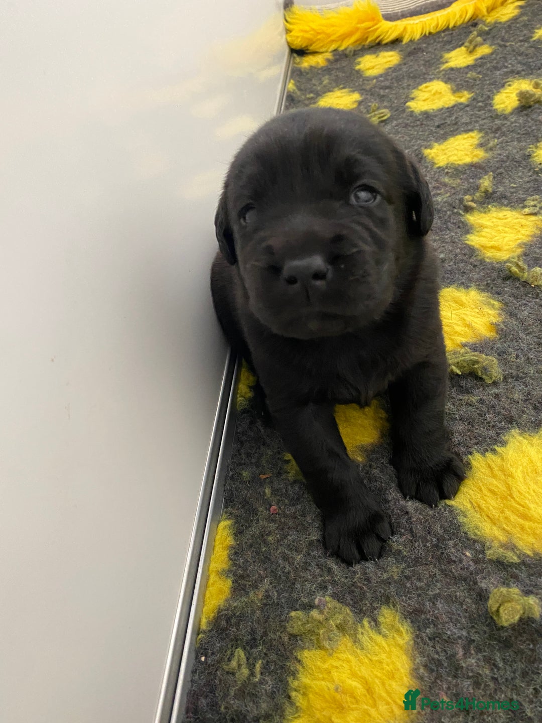 Labrador Retriever dogs for sale: Black Labrador puppies  - Image 5
