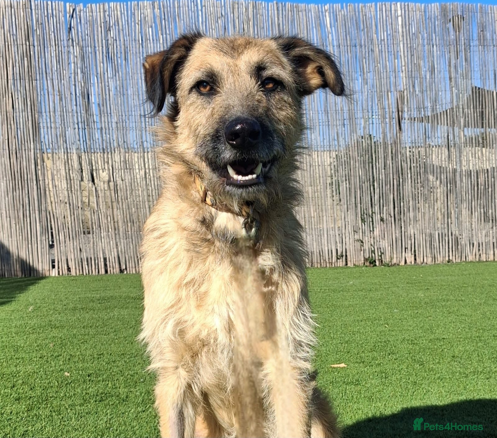 Mixed Breed dogs Urgent Home For Kiro - Advert 8