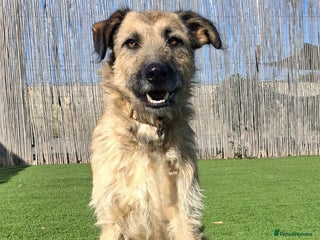 Mixed Breed dogs Urgent Home For Kiro - Advert 1