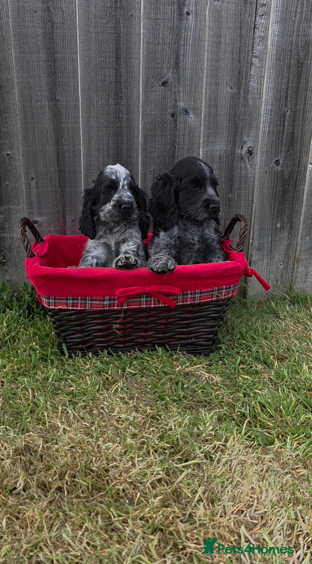 Cocker Spaniel dogs Kc reg show cocker spaniels fully health tested  - Advert 1