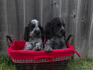 Cocker Spaniel dogs Kc reg show cocker spaniels fully health tested - Advert 1