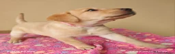 Labrador Retriever dogs for sale: Exceptional Home Raised Labrador Puppies in Nottingham - Advert 14