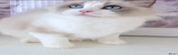 Ragdoll cats for sale: INDOOR FULL PEDIGREE 4 YEARS RAGDOLL FEMALE CAT - Advert 10