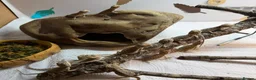Bearded Dragon reptiles for sale: Baby Bearded Dragons. Visual Dunners & Hypos - Advert 27