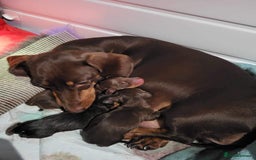 Miniature Dachshund dogs for stud: 🦖RAVENOUS REX🦖 in Worcester - Image 9