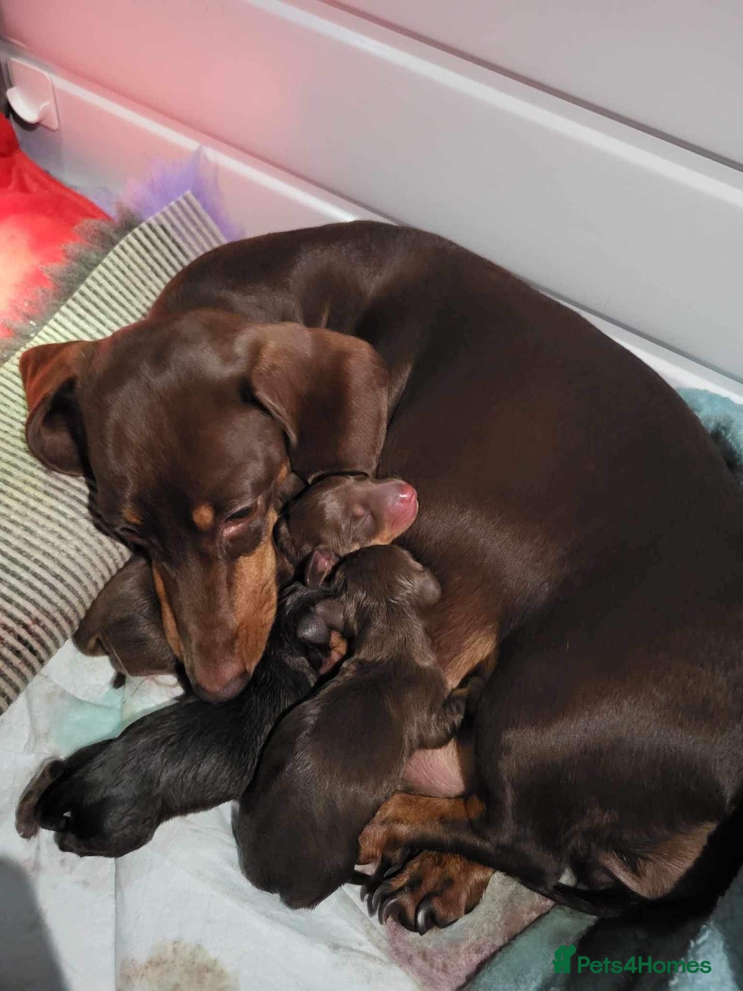 Miniature Dachshund dogs for stud: 🦖RAVENOUS REX🦖 in Worcester - Image 9
