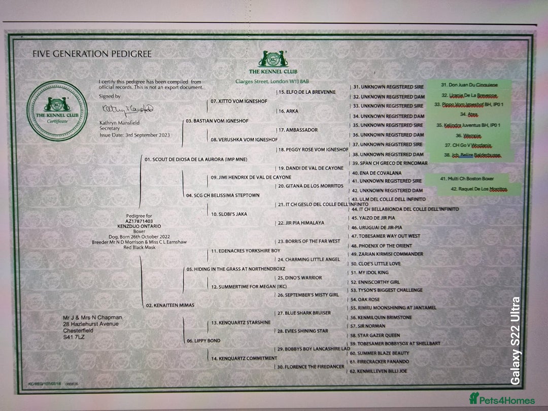 Boxer dogs for stud: Bane - Kc registered boy in Chesterfield - Image 12