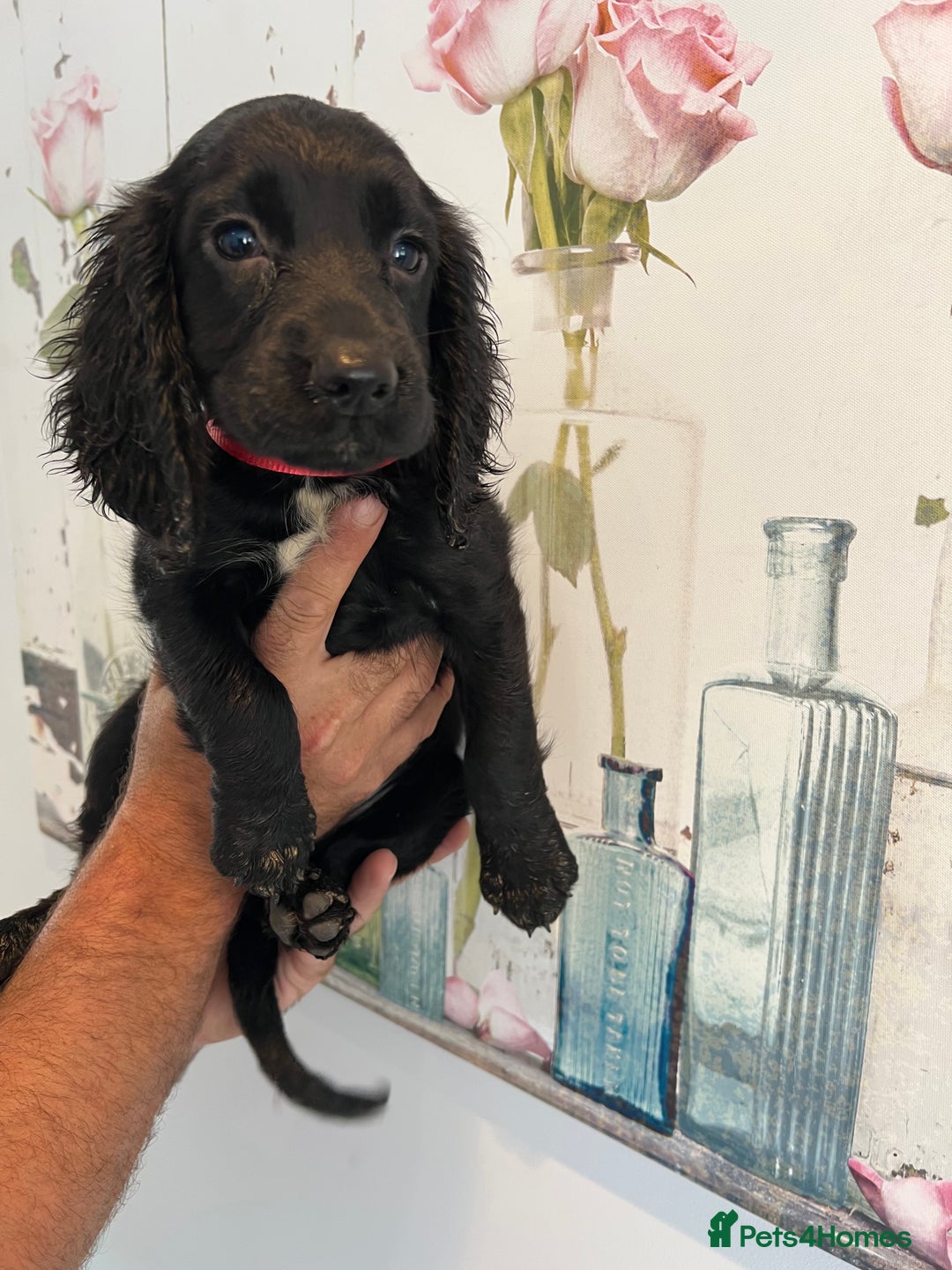 Cocker Spaniel dogs for sale: Fully health tested/champion bloodlines - Image 8