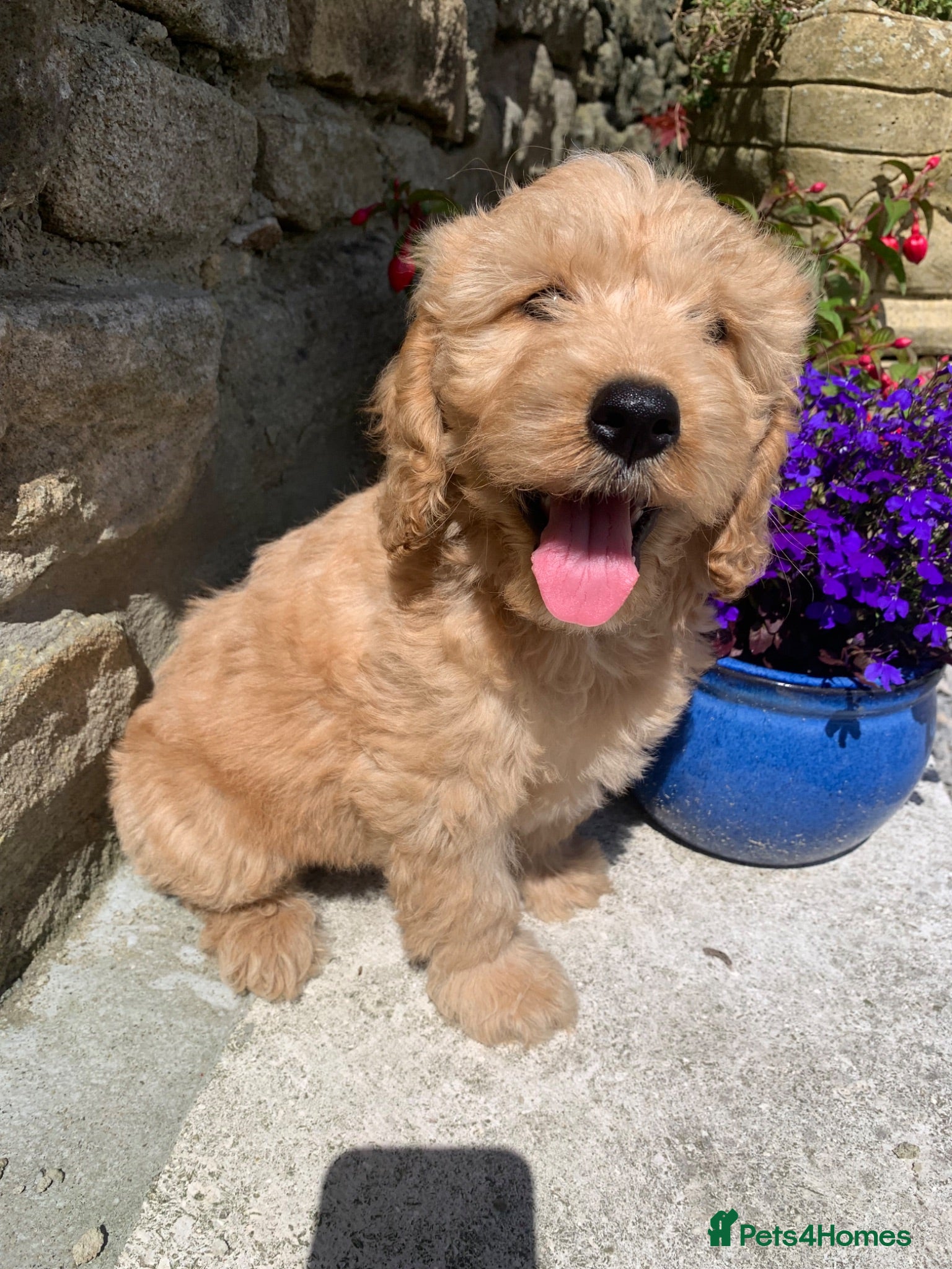 Cockapoo dogs Beautiful Cockapoo F1 puppies  - Advert 14