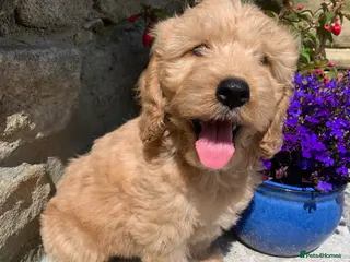 Cockapoo dogs Beautiful Cockapoo F1 puppies - Advert 14