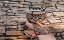 Mixed Breed cats for sale: Kittens for loving home ❤️ - Advert 2