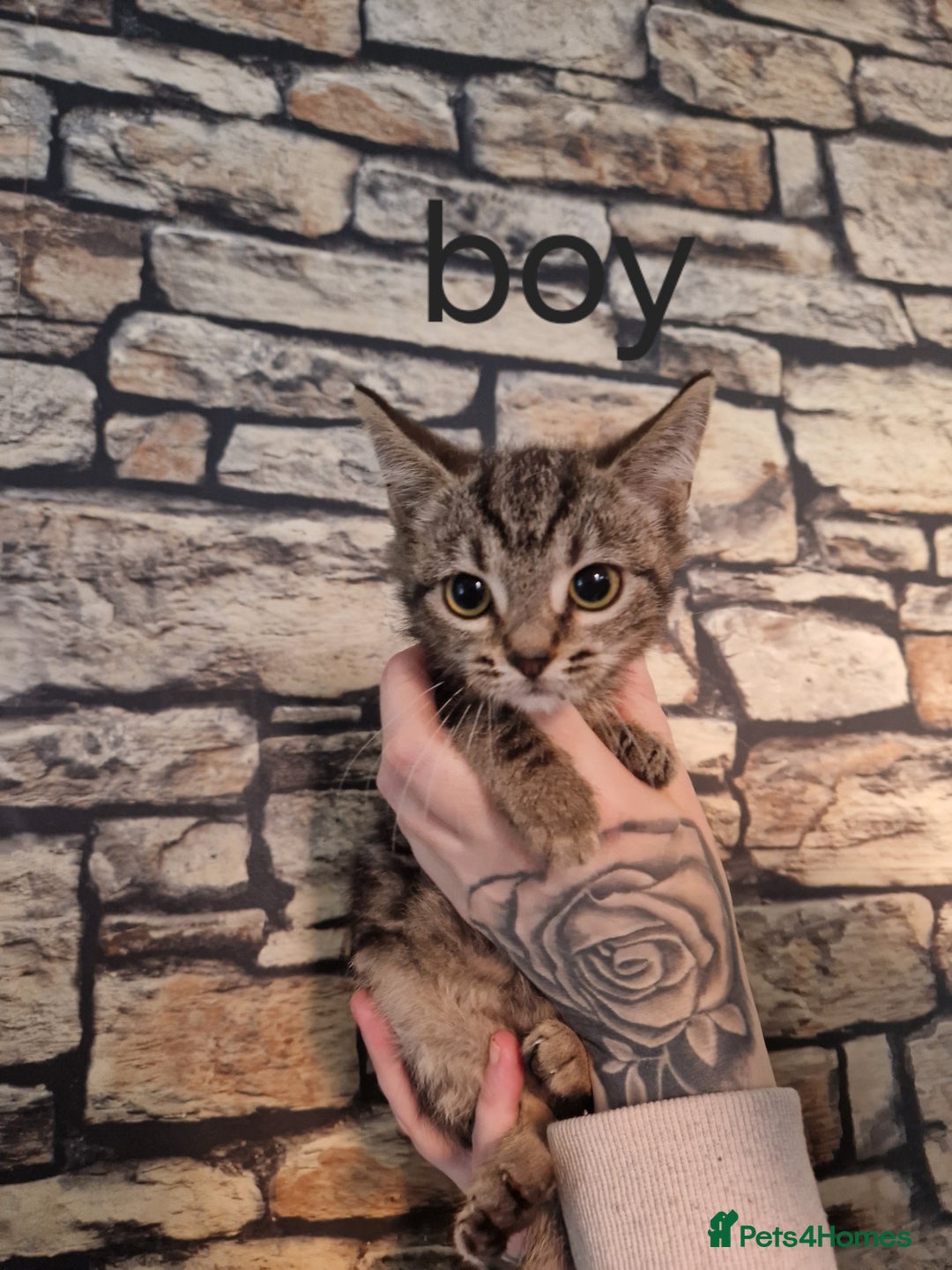 Mixed Breed cats for sale: Kittens for loving home ❤️ - Advert 2