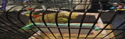 Budgerigars birds for sale: BUDGIES FOR SALE - Advert 8