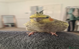 Cockatiels birds for sale: Hand feed couple  - Image 10