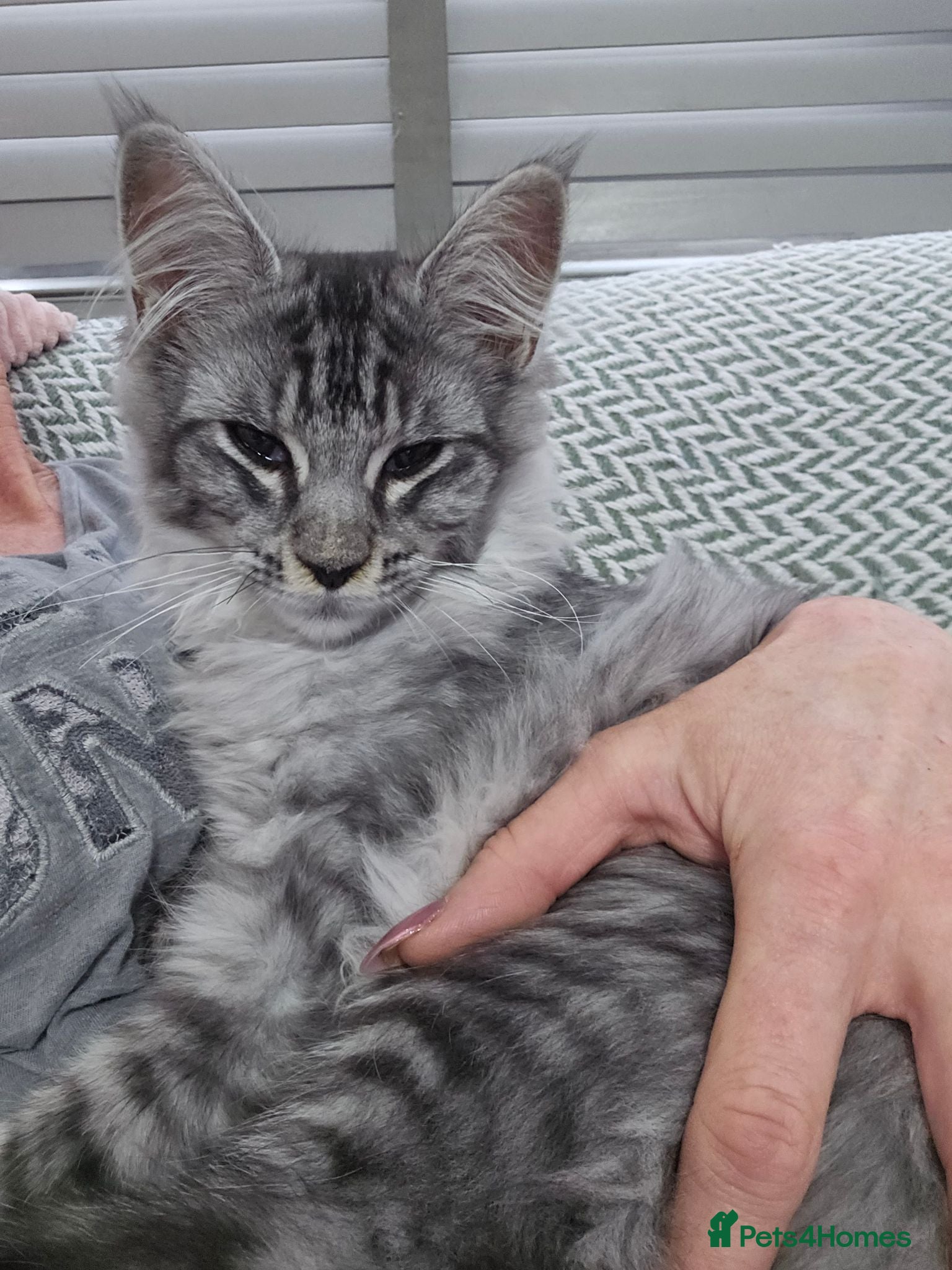 Maine Coon cats Stunning xl TICA Registered Maine coon Kittens  - Advert 1