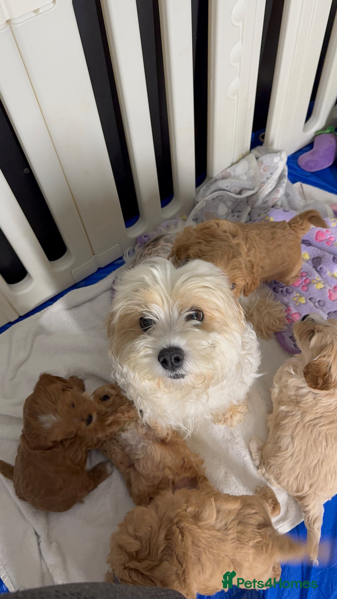 Cavachon dogs for sale: Cavapoochon puppies🩷💙 - Advert 1
