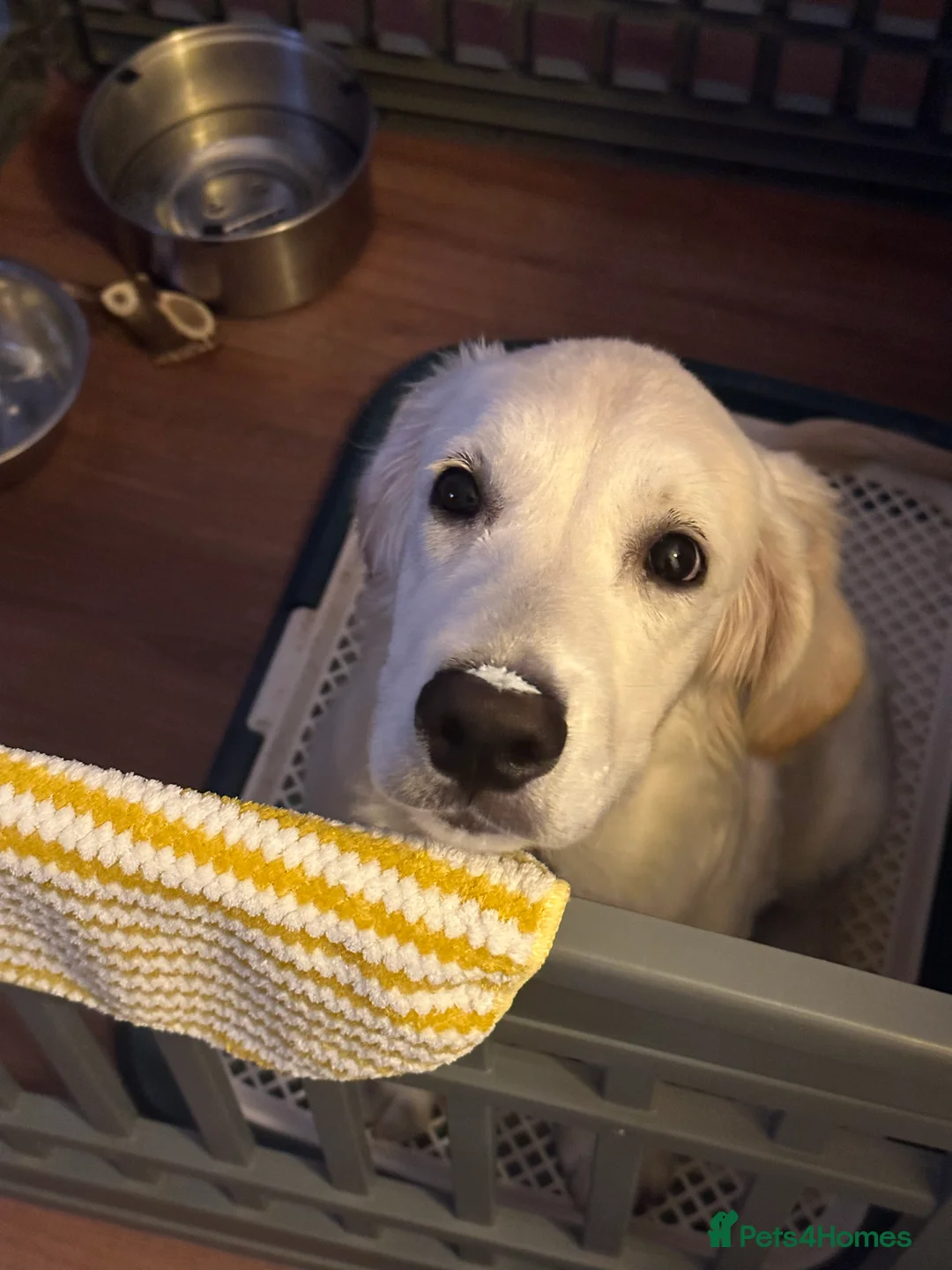 Golden Retriever dogs for sale: Lovely golden retriever W needs a forever home - Advert 1