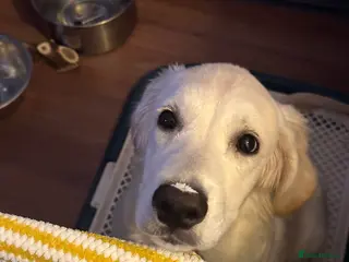 Golden Retriever dogs Lovely golden retriever W needs a forever home - Advert 1