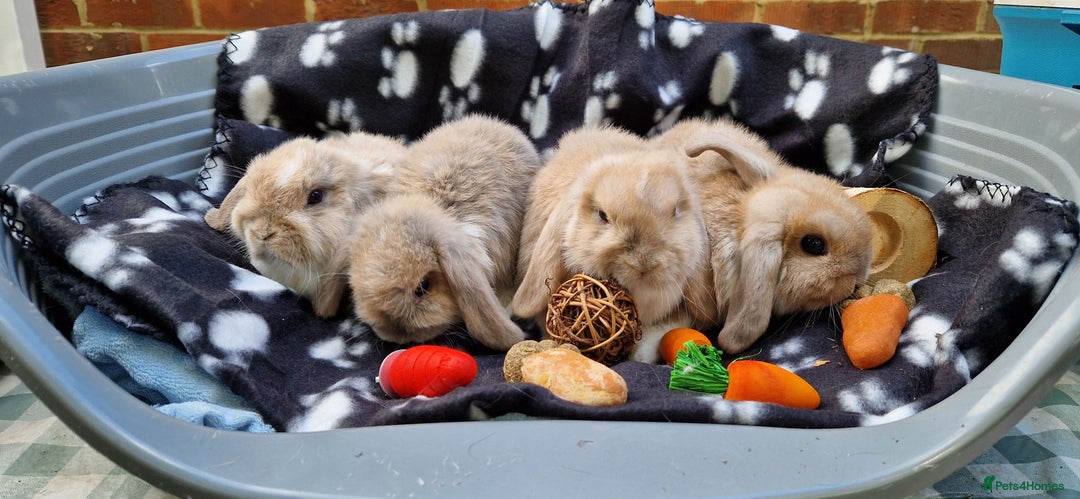 Mini Lop rabbits for sale: 4x Mini Lop Female Bunnies - Image 4