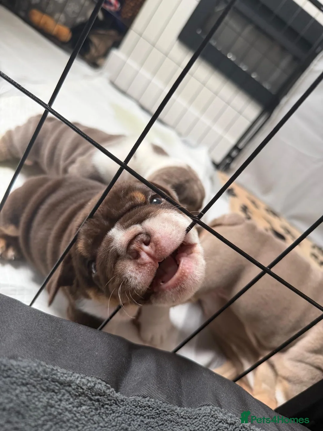 English Bulldog dogs for sale: 4 stunning unique coloured pups - Advert 2