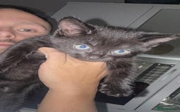 Domestic Shorthair cats for sale: 3 identical black boys - Image 2