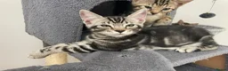 Bengal cats for sale: Bengal X Ready NOW - Advert 4
