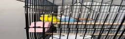 Budgerigars birds for sale: Lonely tame female budgie for free - Advert 5