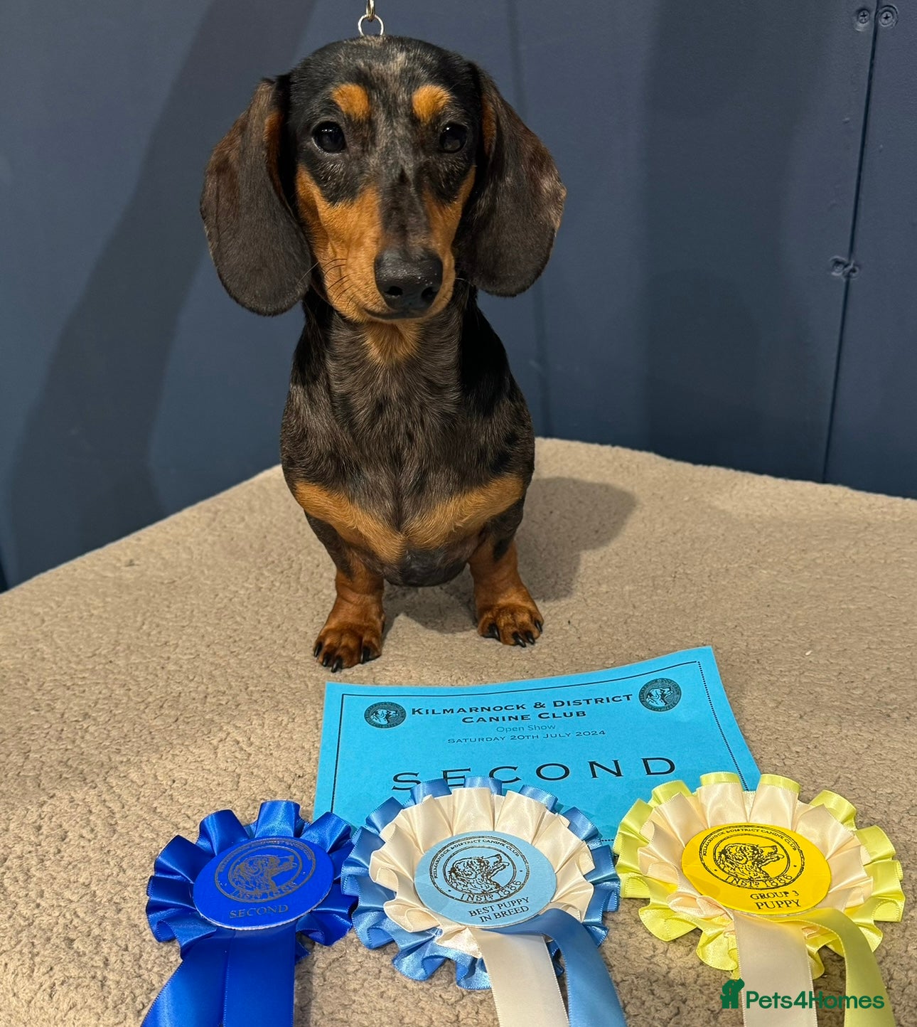 Miniature Dachshund dogs Crufts Qualified (for life) Silver Dapple  - Advert 21