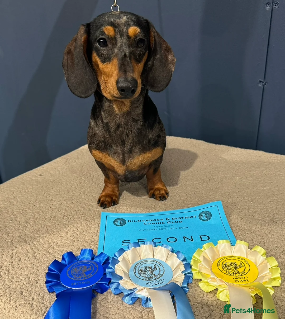 Miniature Dachshund dogs for stud: Crufts Qualified (for life) Silver Dapple  in Dalry - Advert 2