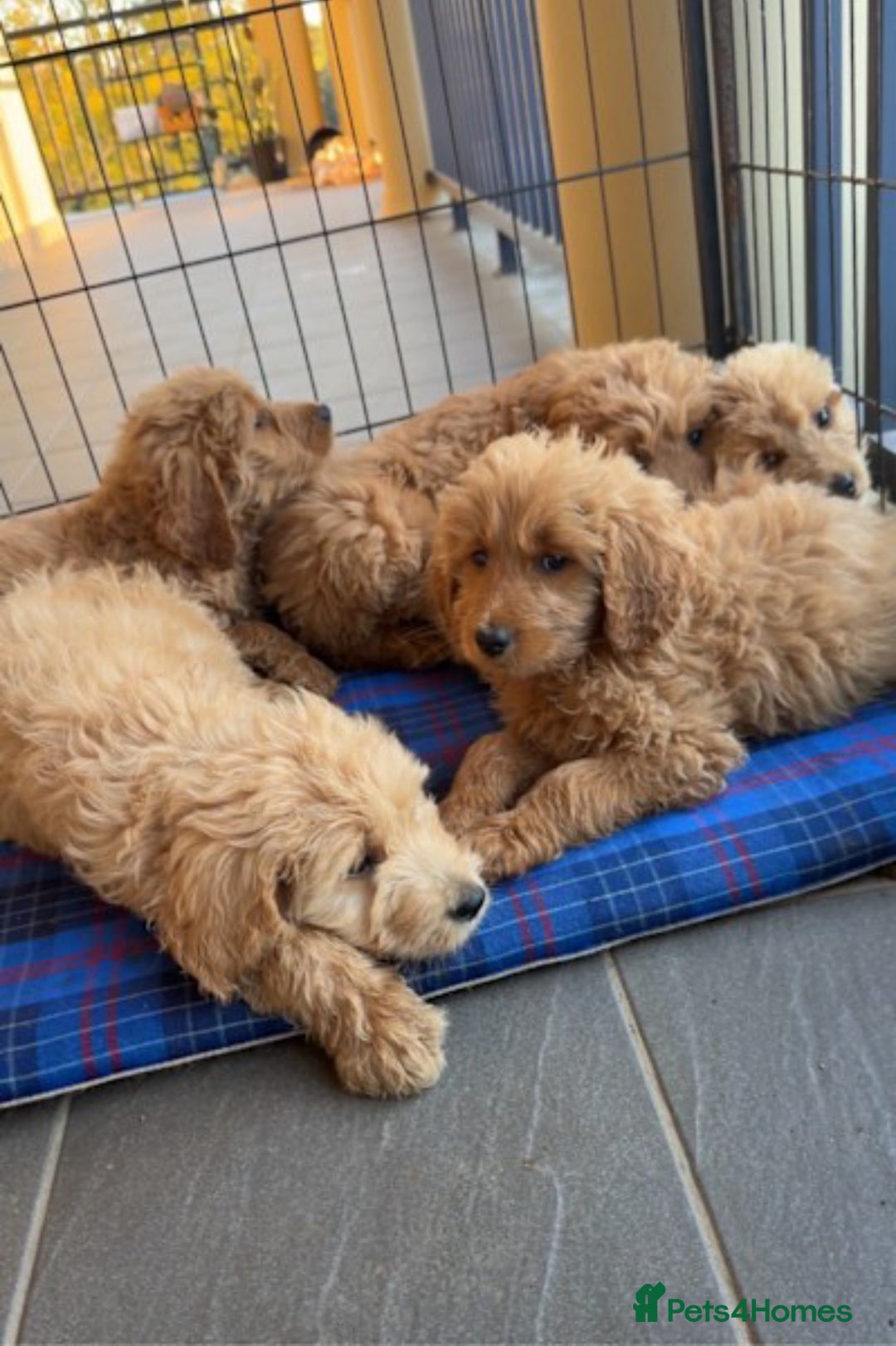 Goldendoodle dogs for sale: Goldendoodle puppy Rehoming - Image 6