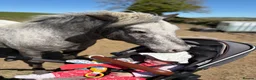 Appaloosa horses for sale: All rounder pony - Advert 7