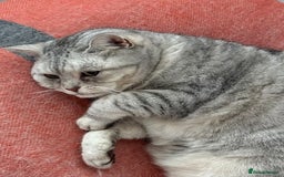British Shorthair cats for sale: Adults Cats for Sale / loving home - Image 4