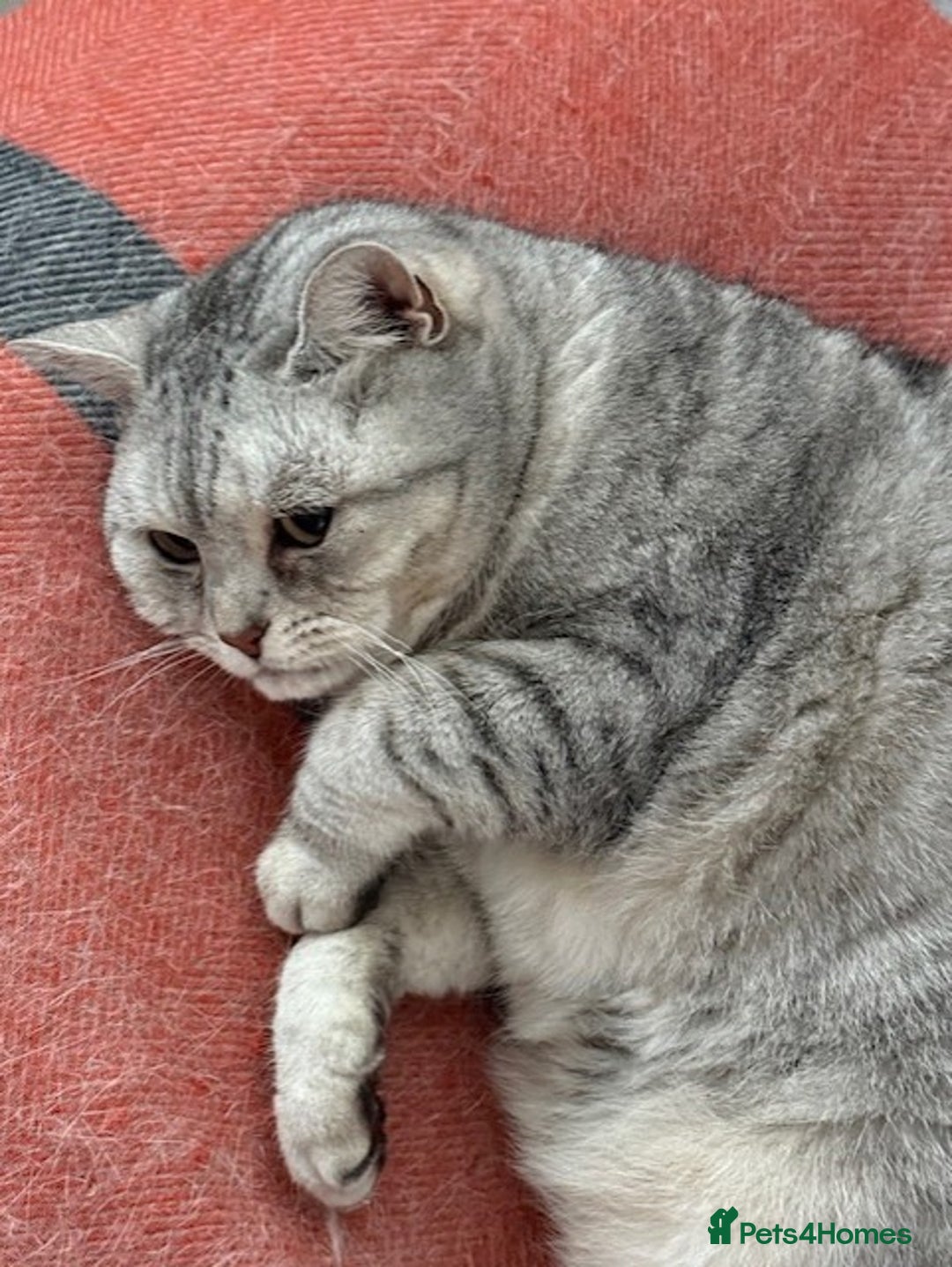 British Shorthair cats for sale: Adults Cats for Sale / loving home - Image 4
