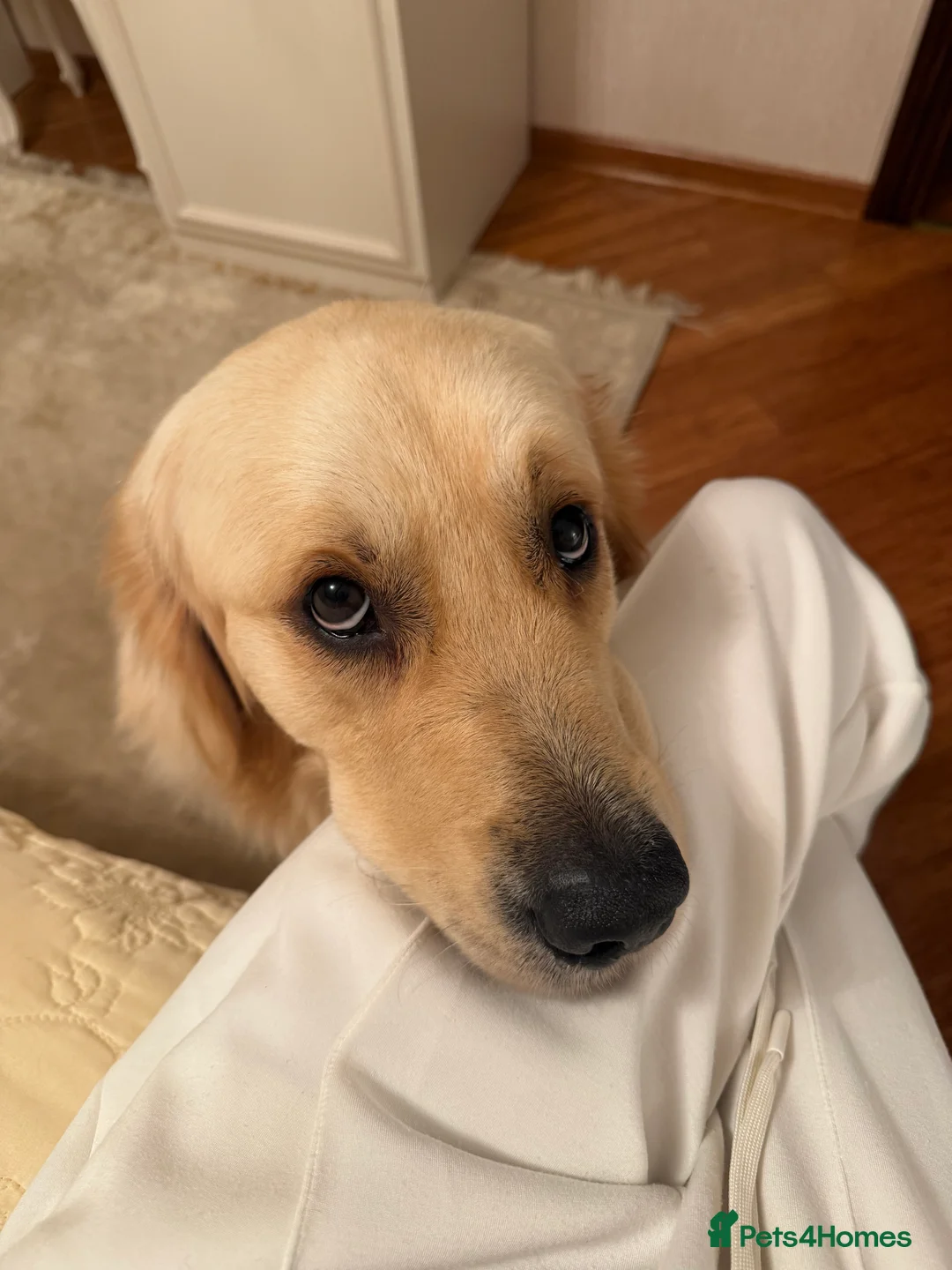 Golden Retriever dogs for stud: Simba~Golden Retriever Stud Available - Advert 13