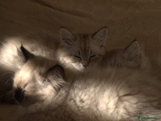 Neva Masquerade cats - Advert 18