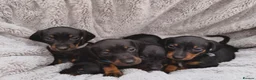 Dachshund dogs for sale: Dash hound puppies - Advert 10