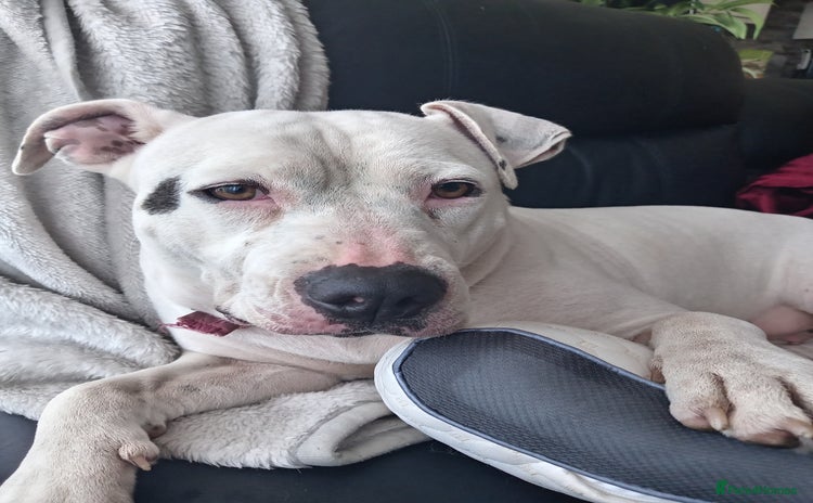 American Bulldog dogs - Advert 2