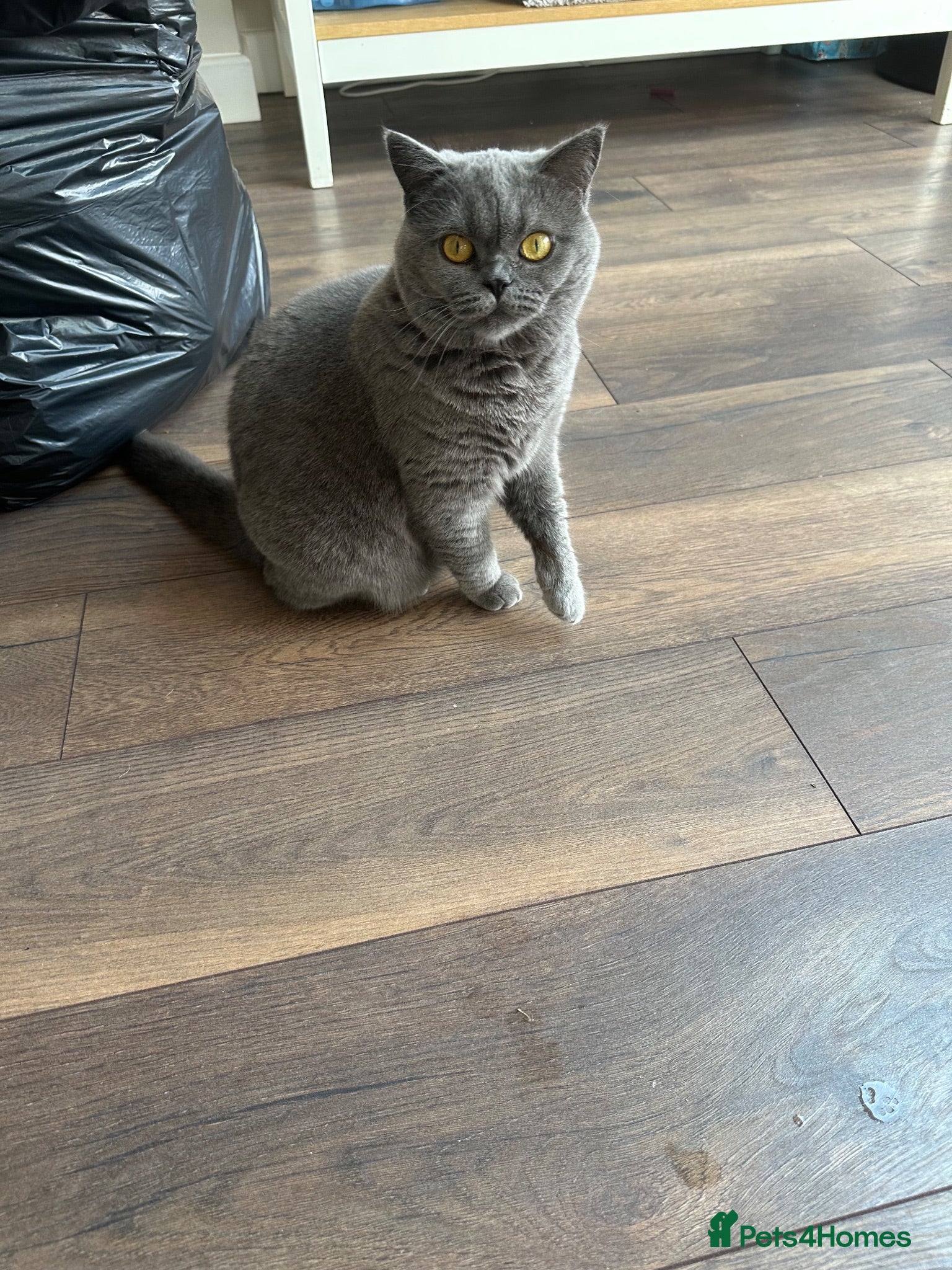 Brazilian Shorthair cats Blue British short hair cat  - Advert 3