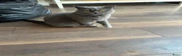 Brazilian Shorthair cats for sale: Blue British short hair cat  - Advert 1