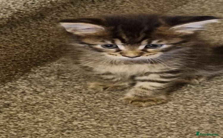 Maine Coon cats - Advert 1