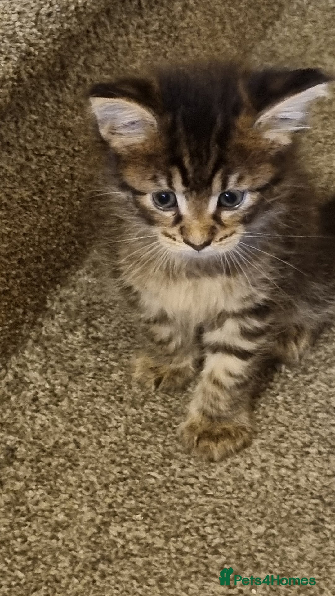 Maine Coon cats for sale: Mainecoon Kittens - Image 1