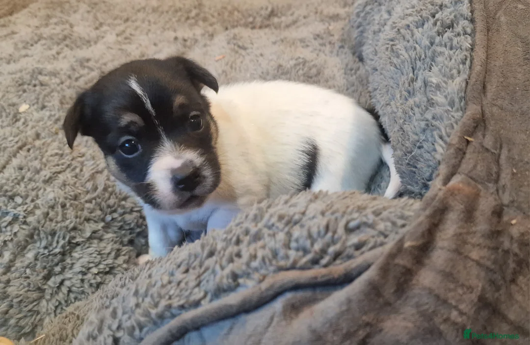 Jack Russell dogs for sale: Stunning Jack Russells, DNA health tested parents - Advert 9