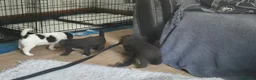 Sproodle dogs for sale: Gorgeous litter of Sproodle Pups  - Advert 6